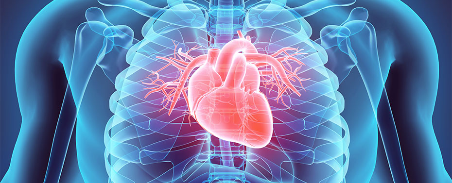 illustration of heart in chest 